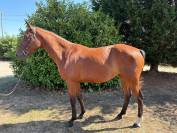 Jument plein papier sf 5 ans 