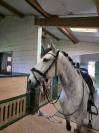 Hongre - lusitanien - 8 ans - dressage psg - france