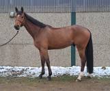 Hongre 6 ans ducati van shuttershoff x quasimodo z