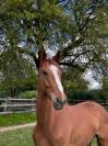 Hongre de 4 ans - loisir ou cso