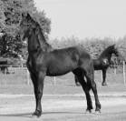 De neuville blacknight mgc pouliche  frisonne a vendre