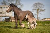 Jument irish cob pp pleine. poulain silver garanti