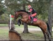 Cheval de sport pour cce amat 1 / elite 