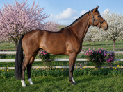 Jument - selle français - 6 ans -dressage /cso - france