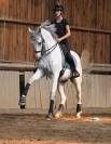 Hongre - lusitanien - 14 ans - dressage psg - france