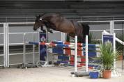 Cheval selle français 