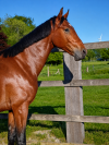 Hongre - oldenburger - 2 ans - dressage - france