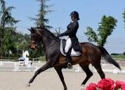Hongre - kwpn - 14 ans - dressage psg - france