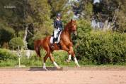 Hongre - hanovrien - 5 ans - dressage - france
