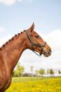 Pouliche - bwp - 2 ans - dressage - france