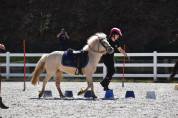 A vendre poney welsch b palomino 11 ans