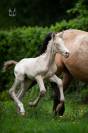 Poulain pure race espagnole perlino