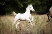 Poulain pure race espagnole perlino