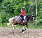 Joli hongre kwpn de 4 ans, +- 1m70, kwpn