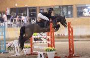 à vendre ponette pfs taille d 9 ans - directeur éleveur