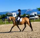 Ponette - 8 ans - dressage / idéale enfant - france