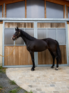 Jument d avenir - kwpn  - 4 ans - dressage - france