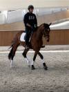 Jument -luso warmblood - 4 ans - dressage - france