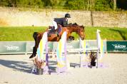 Top jument 5 ans pour cavalier amateur