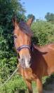 Lazulli ii arquetan 5 ans d sorti en ccjp