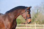 Hongre - kwpn - 4 ans - dressage - france