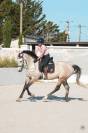 Hongre - kwpn - 7 ans - dressage - france