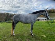 Jument - hanovrienne - 5 ans - dressage - france