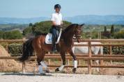 Jument - hanovrienne - 10 ans - dressage  - france