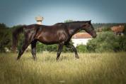 Hongre de 3 ans par balou du rouet - direct éleveur 