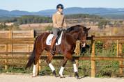 Hongre - kwpn - 7 ans - dressage - france