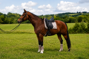 Hongre - kwpn - 12 ans - dressage - france