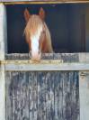 Welsh cob 3 ans – débourré – orienté cce 