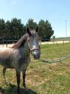 Jument welsh part bred 4 ans