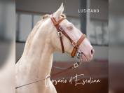 Magnifique lusitano en couleur spectaculaire