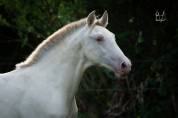 Poulain pure race espagnole isabelle perle