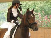 Norbi - hongre franche montagne - 8 ans - 1m55 