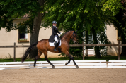 Hongre - hanovrien - 9 ans - dressage - psg - france