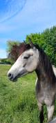 Olwen du montmélian - ponette connemara de 2 ans 