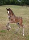 Peanuts de puisaye -mâle welsh cob 1 an