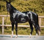 Entier kwpn par for ferrero 