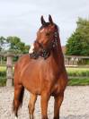 Hongre - oldenbourg - 3 ans - dressage- france