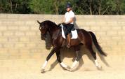 Hongre - kwpn - 7 ans - dressage / polyvalent - france