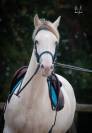 Jument pure race espagnole isabelle perle