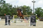 Cheval de sport avec moyen
