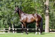Hongre - dsp  - 5 ans - dressage / polyvalent - france