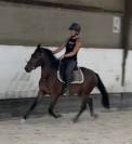 Poney new forest de 3 ans 