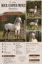étalon appaloosa 
