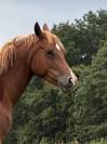 Magnifique ponette d de sport 
