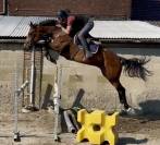 Splendide jument de 6 ans, sbs, +-1m62