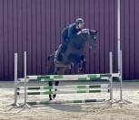 Superbe jument, bwp, 8 ans, +- 1m64